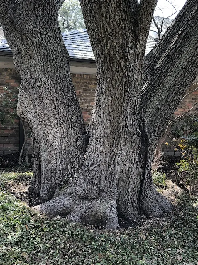 Mature heritage tree close to a Maxatawny property cared for by certified arborists